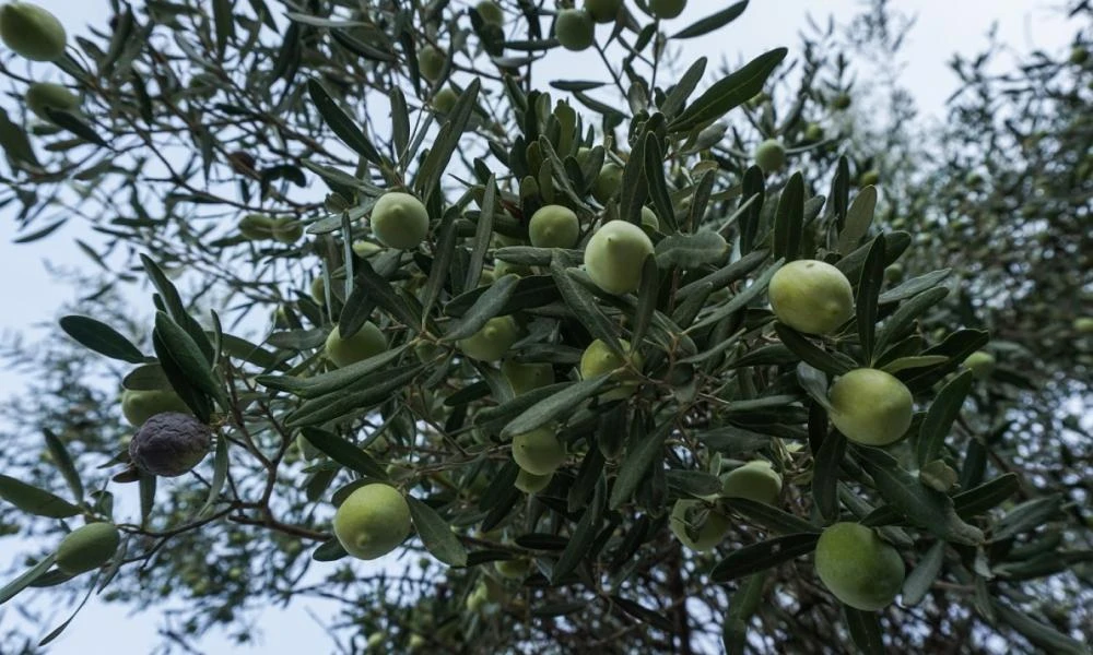 Κρήτη: Οι παραγωγοί βάζουν GPS σε σχήμα ελιάς για να προστατεύσουν τη σοδειά τους από κλοπές